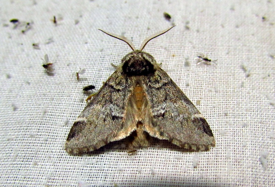 Drymonia dodonea - bélyeges púposszövő