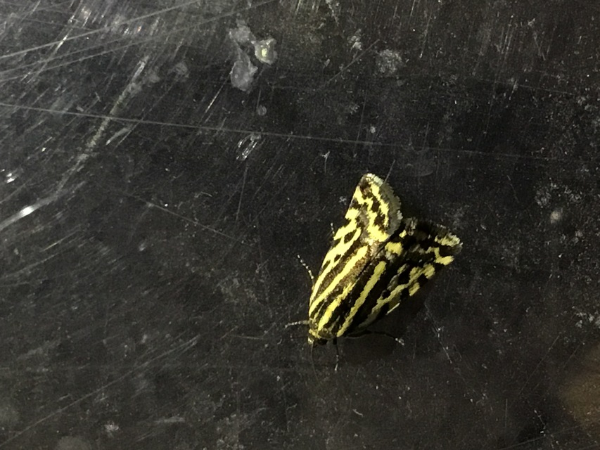 Emmelia trabealis - zebrabagoly