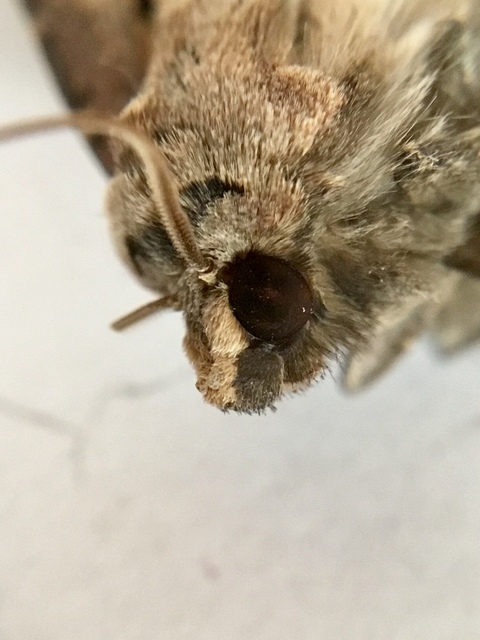 Agrotis exclamationis - felkiáltójeles földibagoly