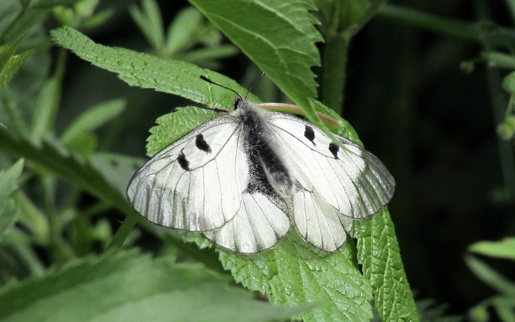 Parnassius mnemosyne - kis apollólepke