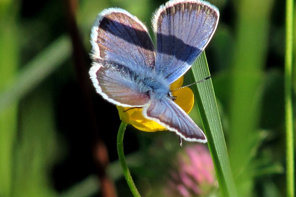 Plebejus argus - ezüstös boglárka