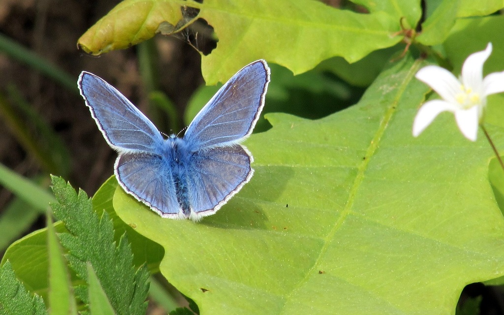 Polyommatus icarus - közönséges boglárka
