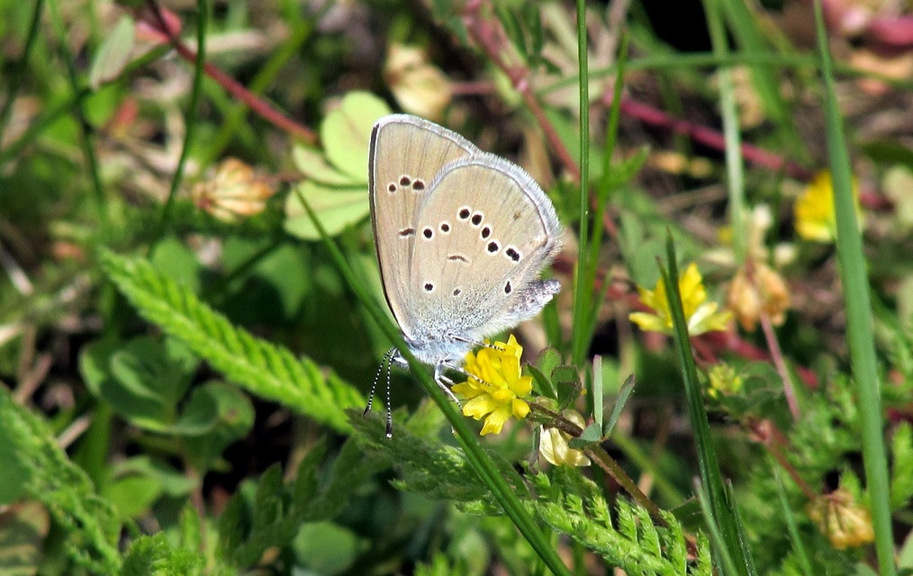Cyaniris semiargus - aprószemes boglárka