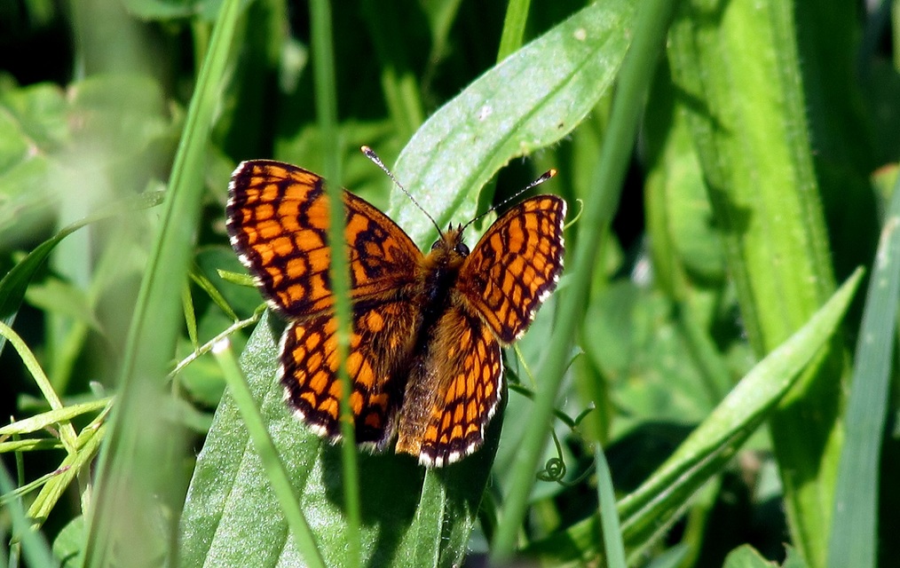Melitaea athalia - közönséges tarkalepke