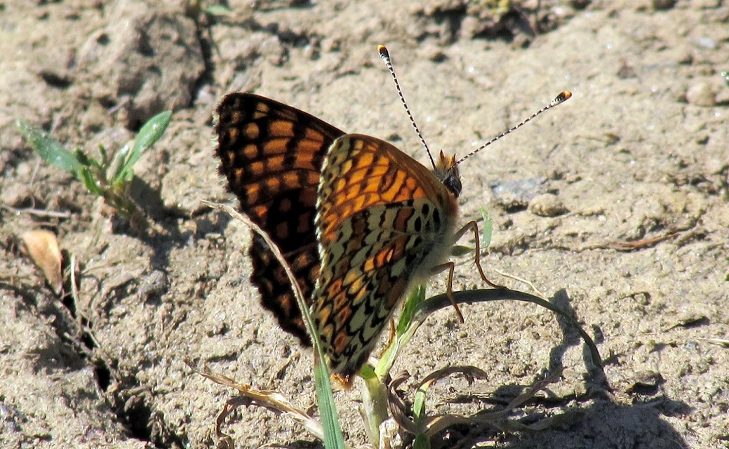 Melitaea cinxia - réti tarkalepke