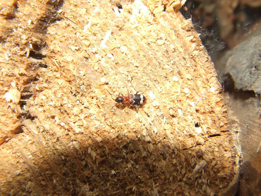 Thanasimus formicarius - vörösnyakú szúfarkas