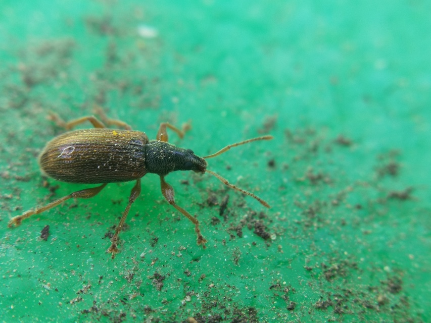 Phyllobius oblongus - közönséges levélormányos