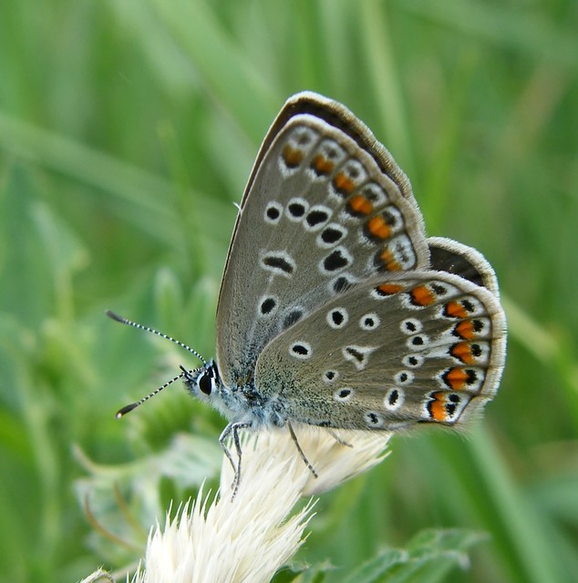 Polyommatus icarus - közönséges boglárka