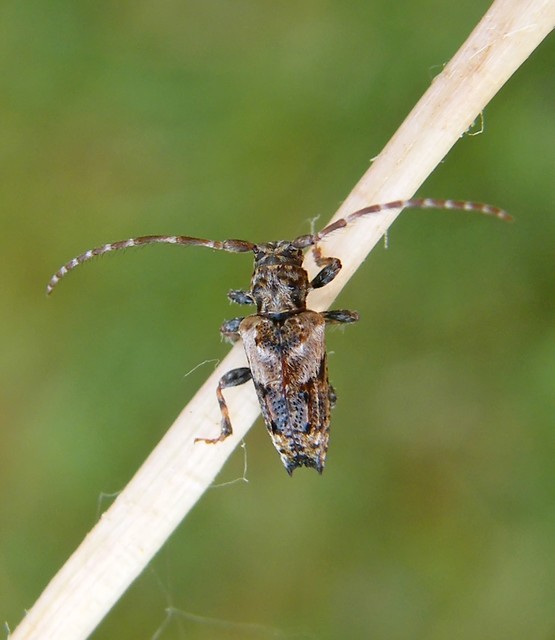 Pogonocherus hispidus - kéttövises ecsetcincér