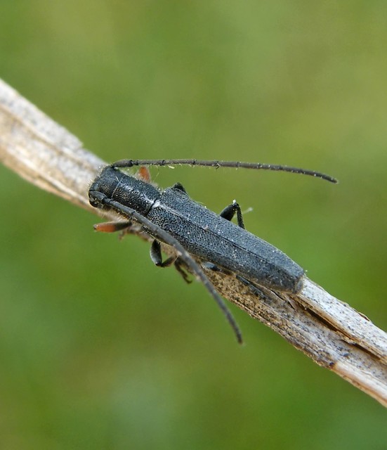Phytoecia cylindrica - medvelapucincér