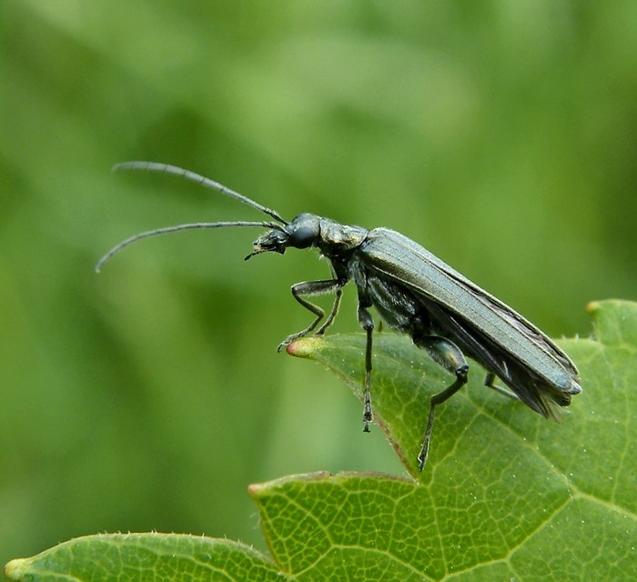Oedemera virescens - zöldes álcincér