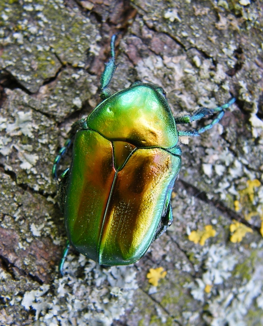 Protaetia affinis - smaragdzöld virágbogár