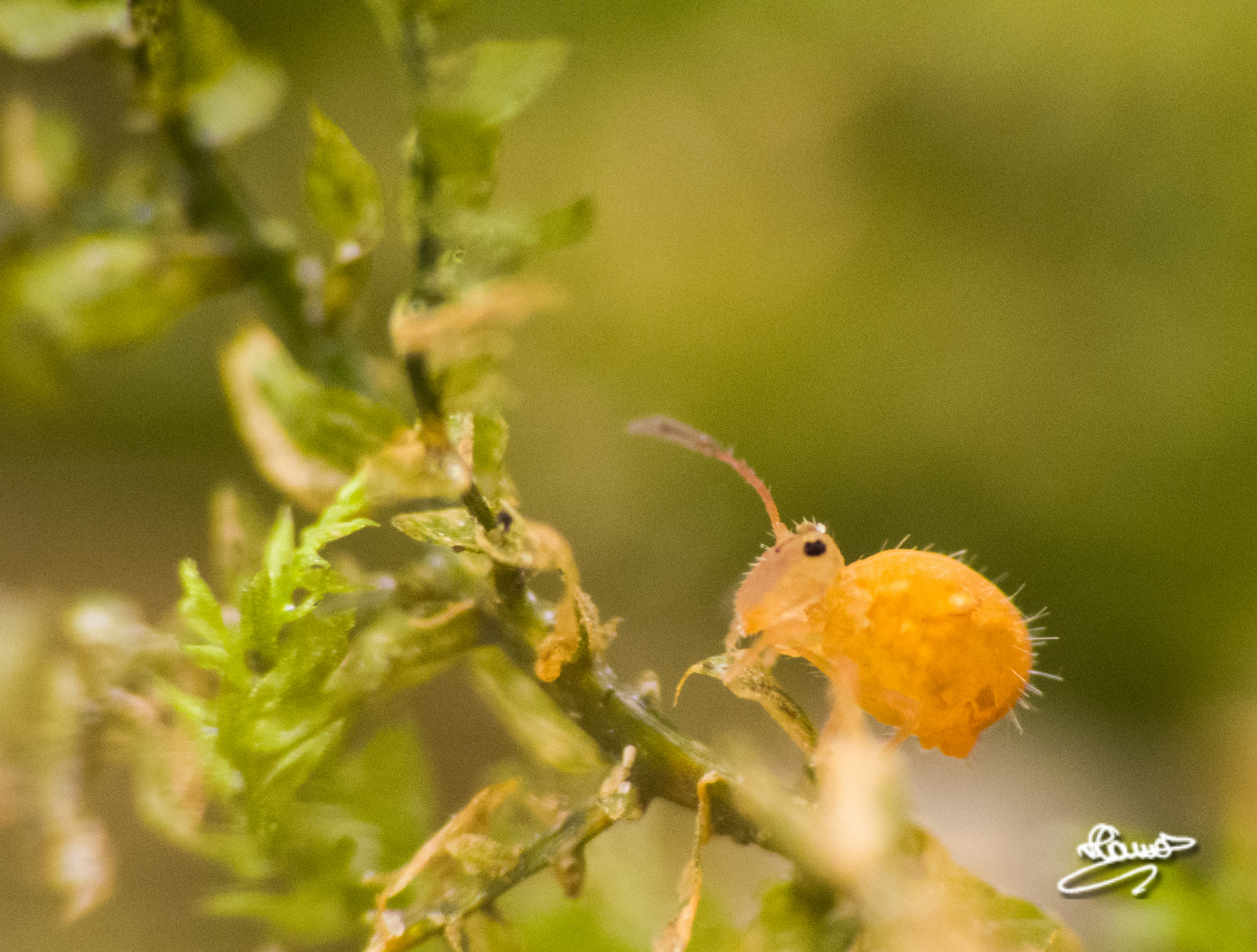 Dicyrtomina violacea