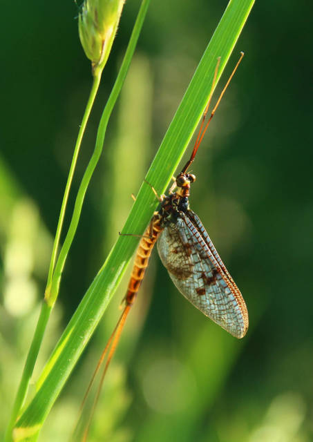 Ephemera vulgata - közönséges tarkakérész