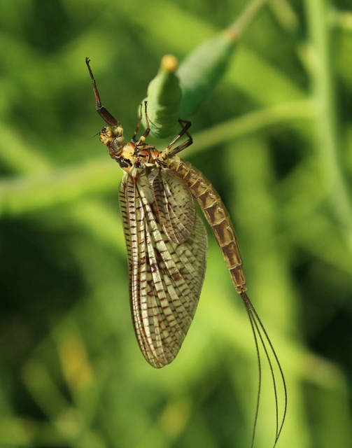 Ephemera vulgata - közönséges tarkakérész
