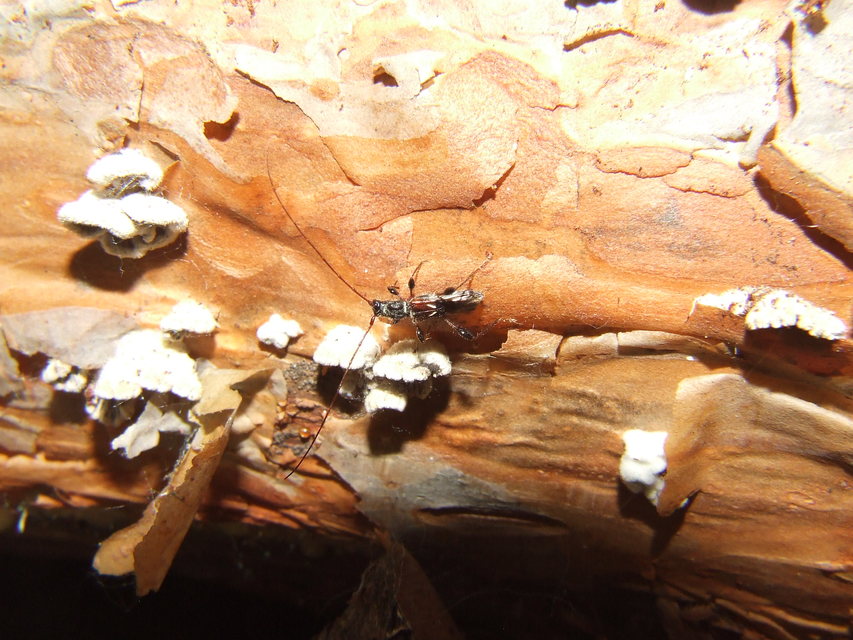 Molorchus minor - kis légycincér
