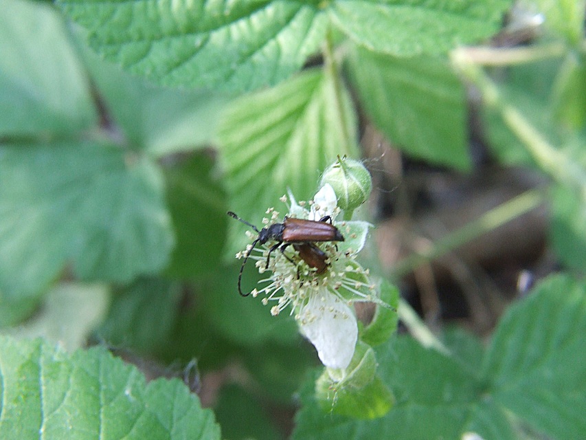 Stictoleptura maculicornis - tarkacsápú virágcincér
