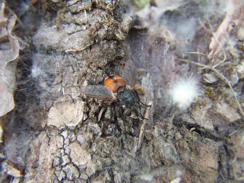 Tachinidae - fürkészlegyek