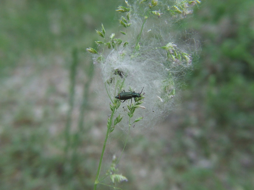 Malachius bipustulatus - kétfoltos bibircsesbogár