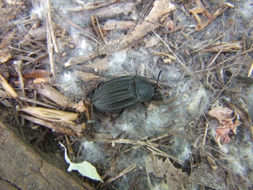 Silpha carinata - karimás dögbogár