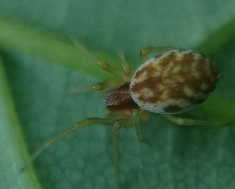 Nigma flavescens - vöröslő hamvaspók
