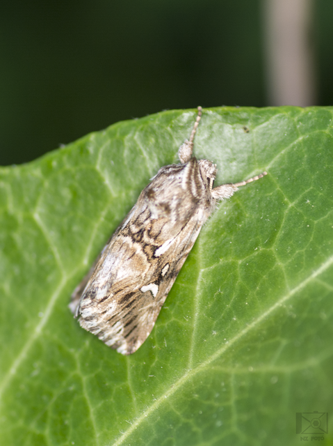 Calophasia lunula - gyújtoványfű-apróbagoly