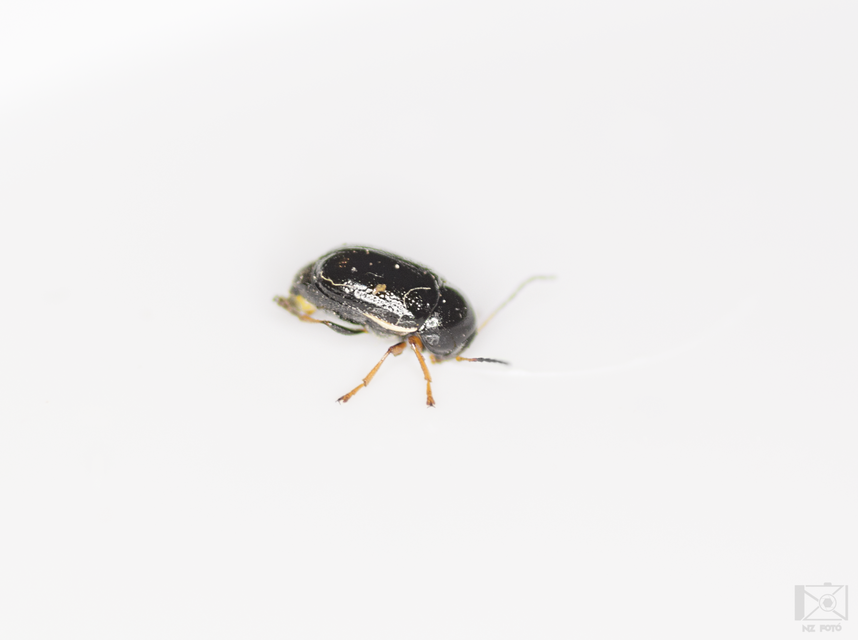 Cryptocephalus