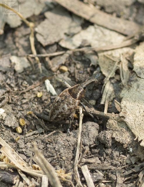 Lepyrus capucinus - pettyes fűzormányos