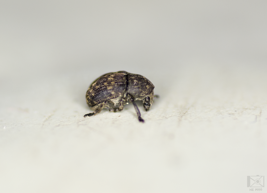 Anthribus nebulosus - ködfoltos pajzstetvész-orrosbogár