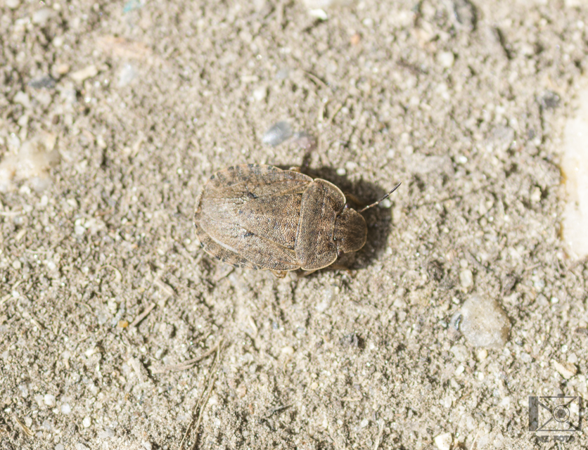 Sciocoris microphthalmus - szürkés laposfejű-poloska Sciocoris microphthalmus - szürkés laposfejű-poloska