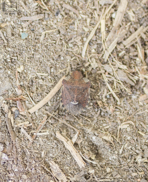 Dyroderes umbraculatus Dyroderes umbraculatus