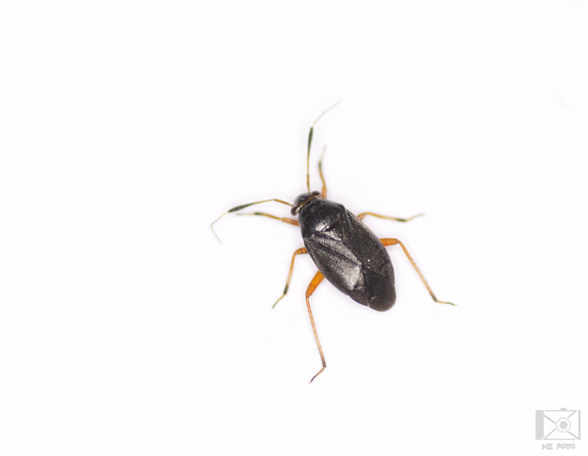 Capsus ater - fekete mezeipoloska