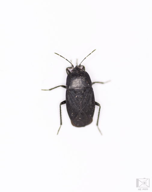 Aellopus atratus - cigánybodobács