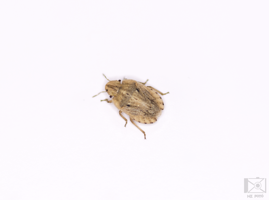 Sciocoris sulcatus - barázdás laposfejű-poloska Sciocoris sulcatus - barázdás laposfejű-poloska