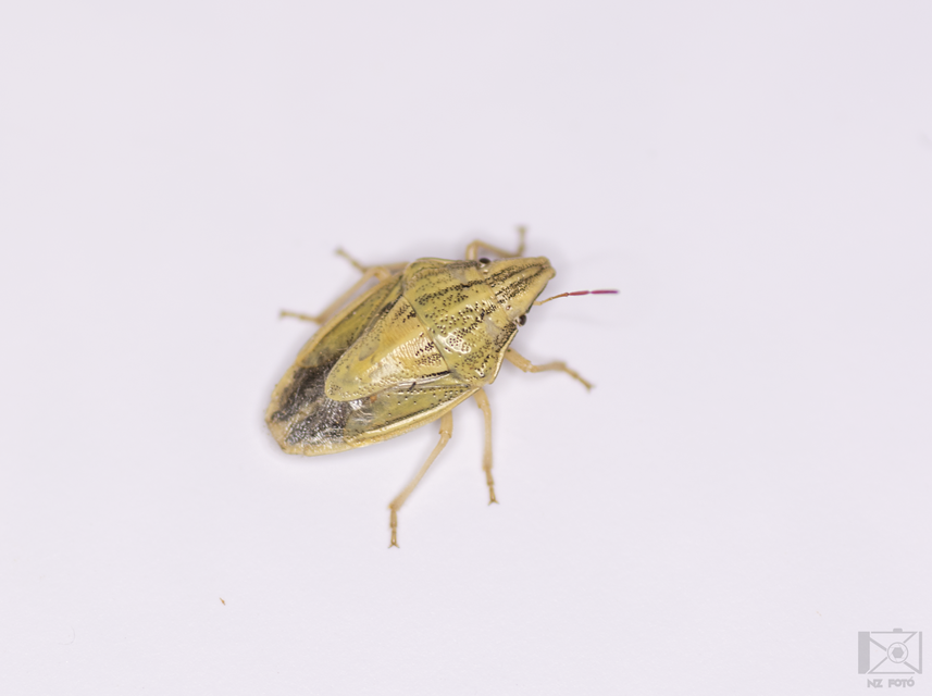 Aelia acuminata - közönséges szipolypoloska Aelia acuminata - közönséges szipolypoloska
