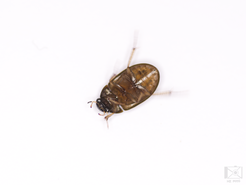 Hydrobius fuscipes - változékony csibor