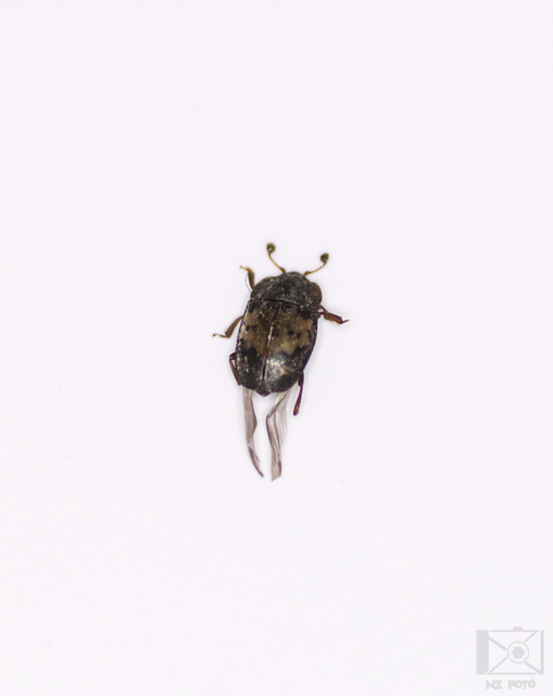 Omosita discoidea - korongfoltos dögészfénybogár Omosita discoidea - korongfoltos dögészfénybogár