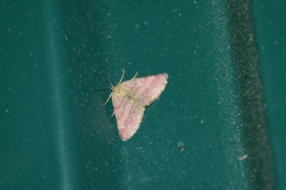 Scopula rubiginata - réti pirosaraszoló