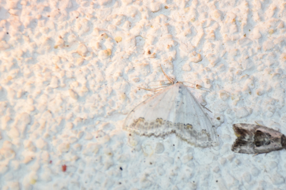 Scopula ornata - díszes fehéraraszoló