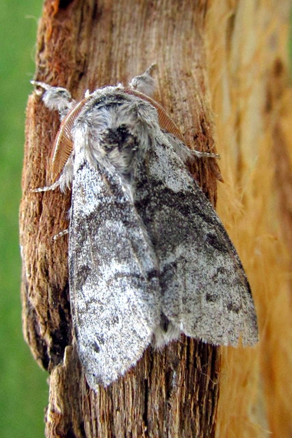 Calliteara pudibunda - hamvasszövő