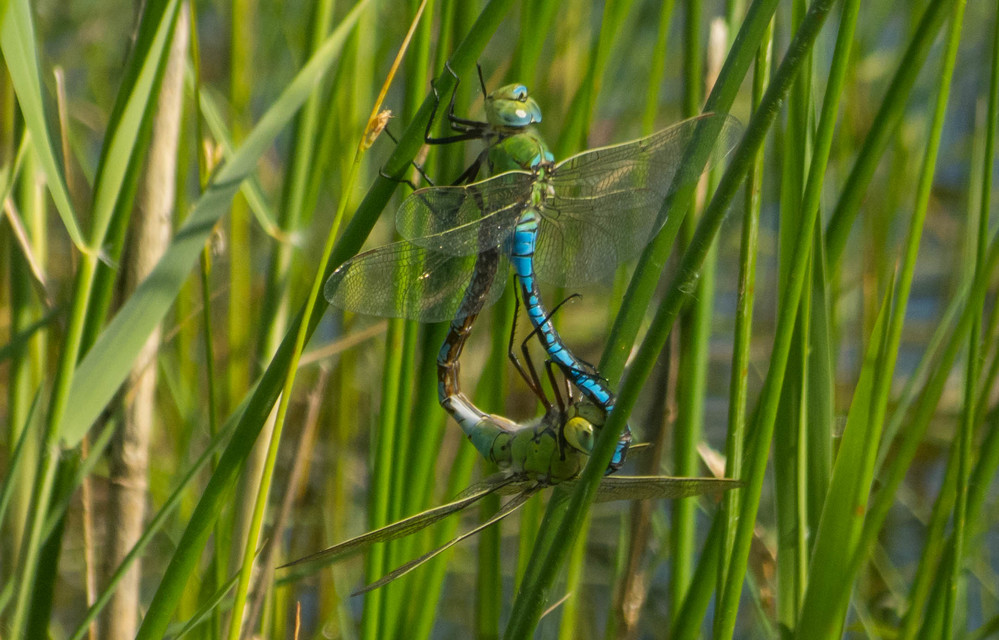Anax imperator - zöld óriásacsa