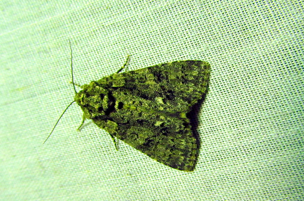 Acronicta rumicis - sóska-szigonyosbagoly