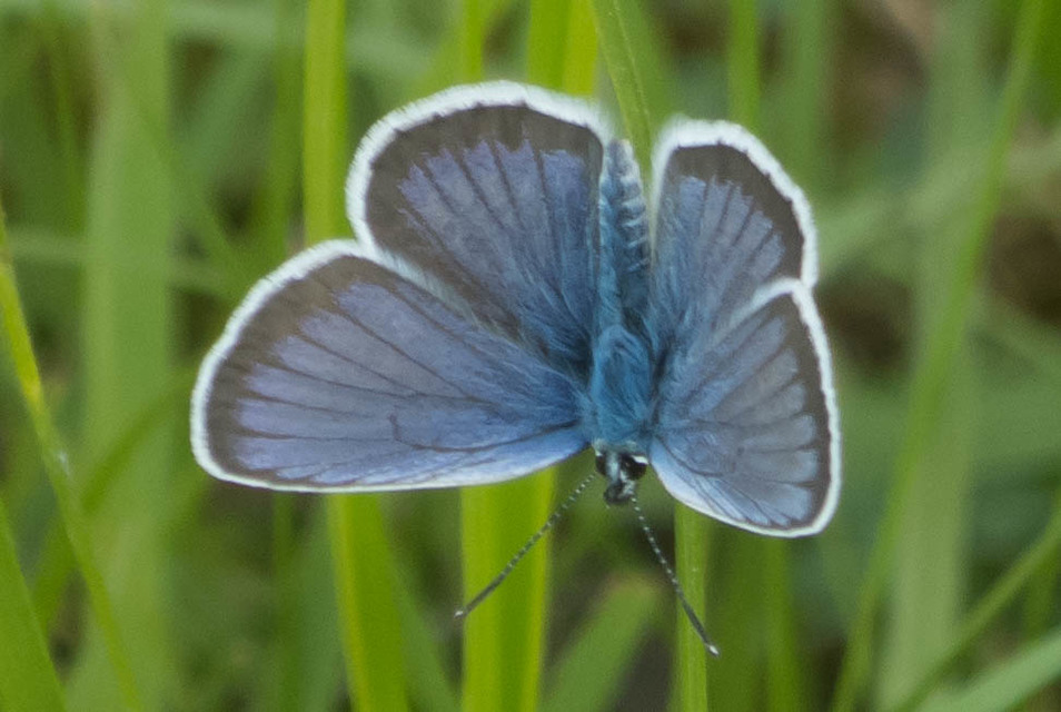 Plebejus argus - ezüstös boglárka