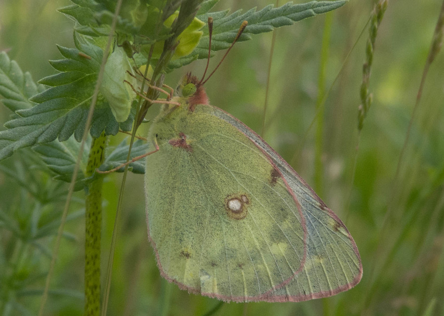 Colias