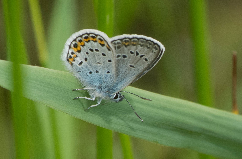 Plebejus argus - ezüstös boglárka