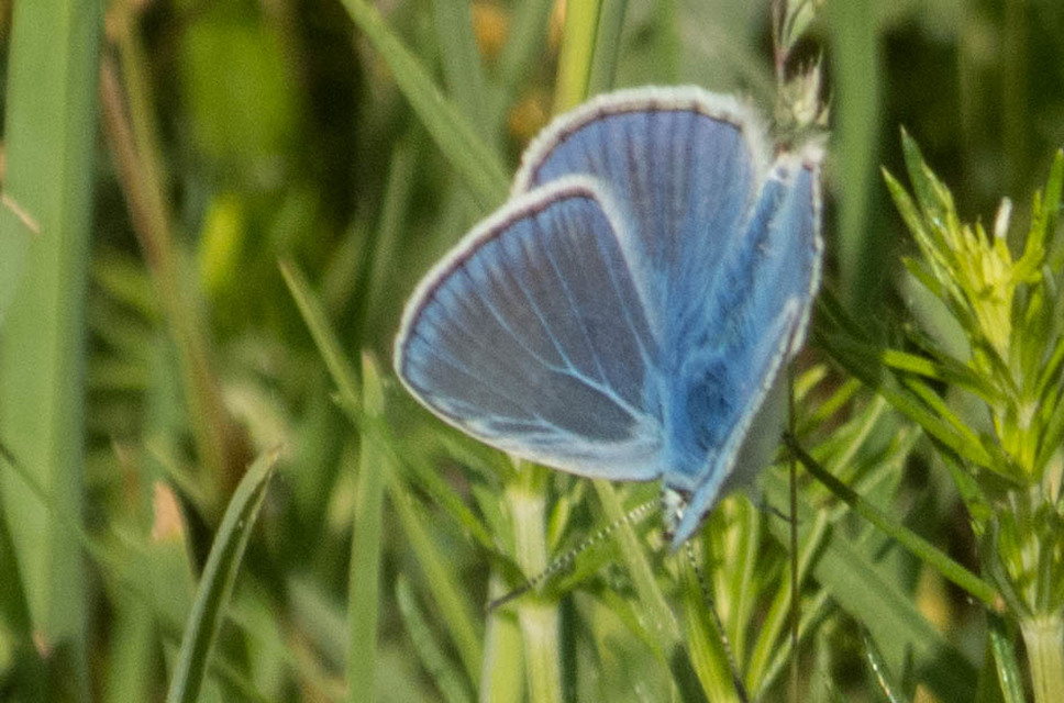 Polyommatus icarus - közönséges boglárka