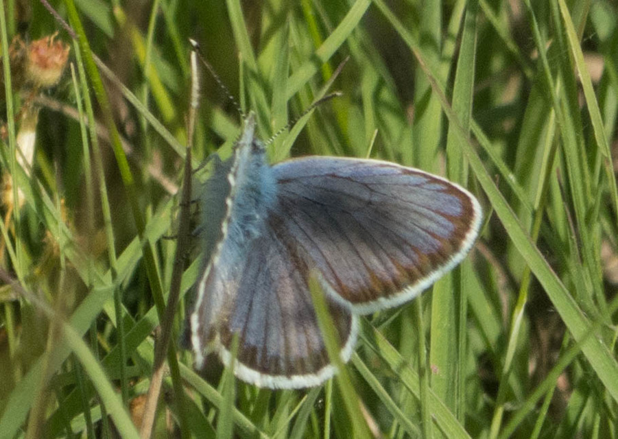 Plebejus argus - ezüstös boglárka