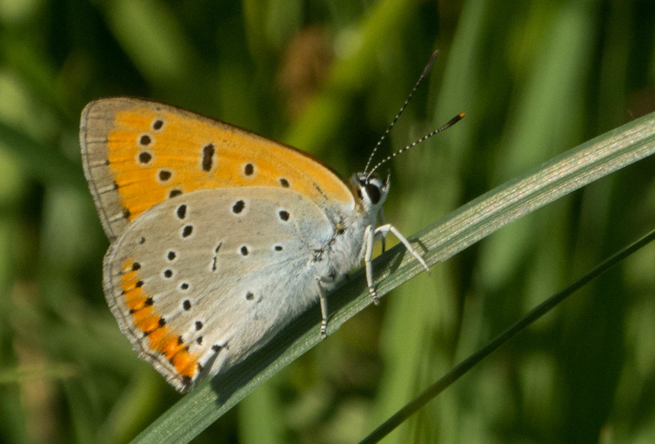 Lycaena dispar rutilus - nagy tűzlepke