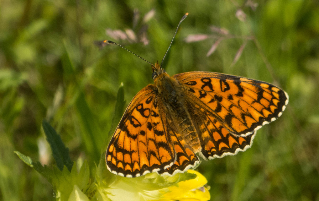 Melitaea phoebe - nagy tarkalepke