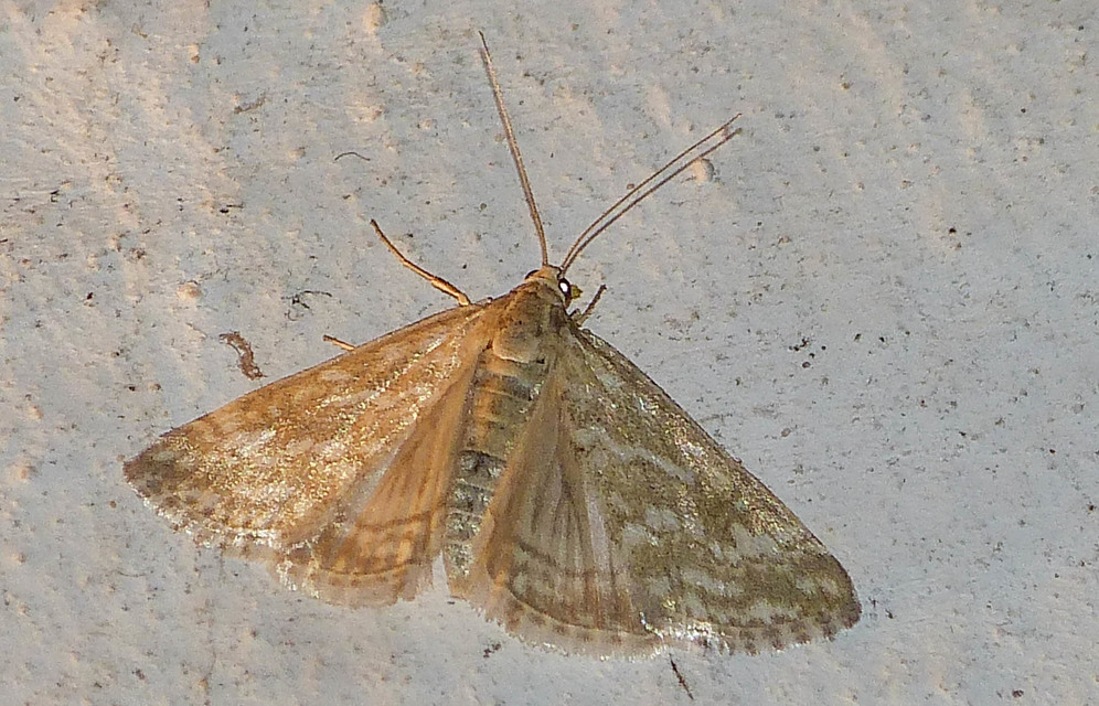 Evergestis frumentalis - tavaszi dudvamoly